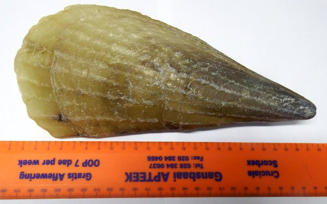 Die Horse mussel (Atrina squamifera)